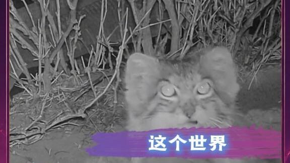 On the earth, countless creatures are silently searching for a home to survive.
