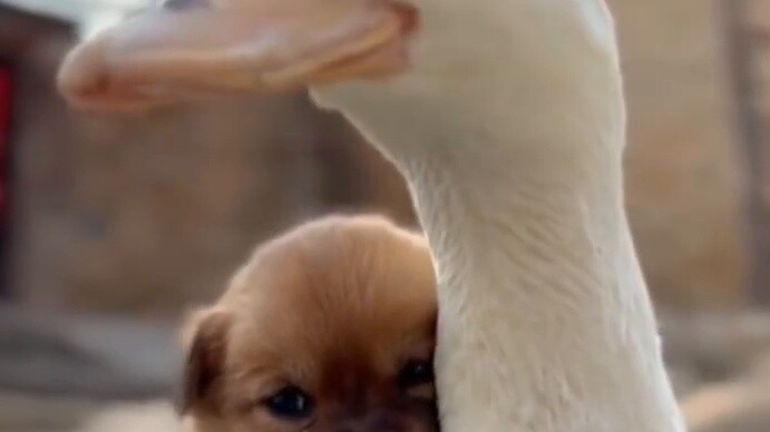 So cute, the babies in the animal world