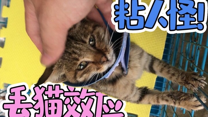 Because of the lost cat effect, stray cats become very clingy