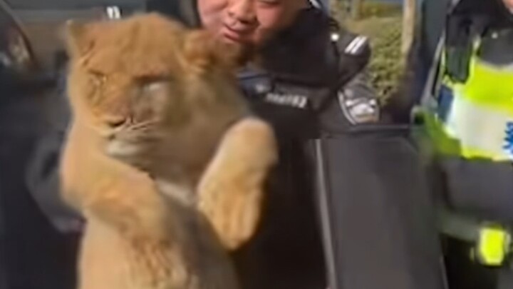 เก็บลูกสิงโตน้อยน่ารักข้างทางมาตัวหนึ่ง!