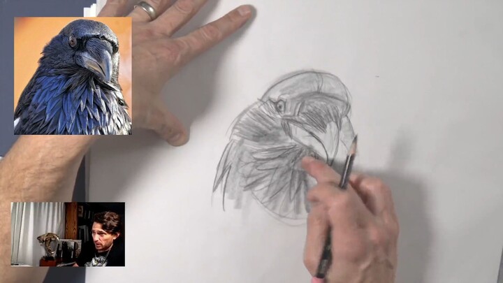 03 Crow Studies - Animal Character Design with David Colman