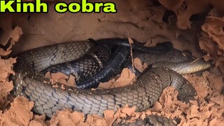 Cuộc Trạm Chán Kinh Hoàng Với Chúa Tể Loài Rắn Được mệnh Danh Là Ông Hoàng Mọi Thời Đại