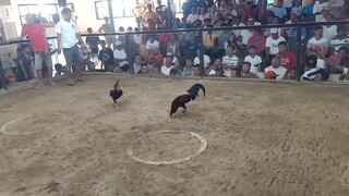 champion @ paniqui amusement center