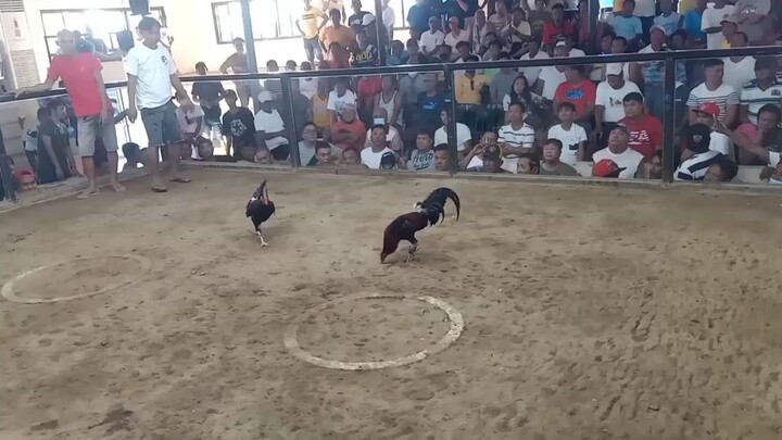 champion @ paniqui amusement center