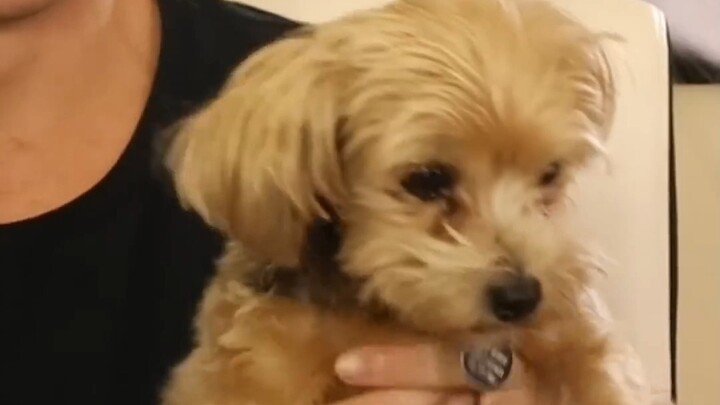 If you can make this puppy bark, I'll give you $200