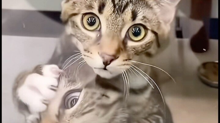 The cat only cares about its head and not its butt.