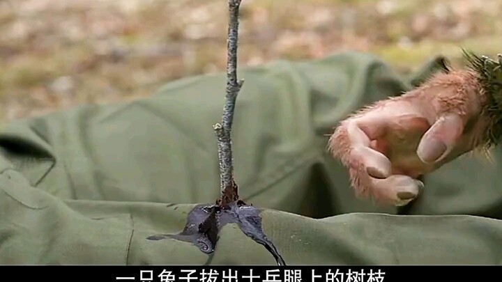 Seekor kelinci dengan IQ tinggi