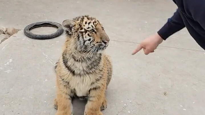 Nai Đậu Nhi là một chú mèo cam