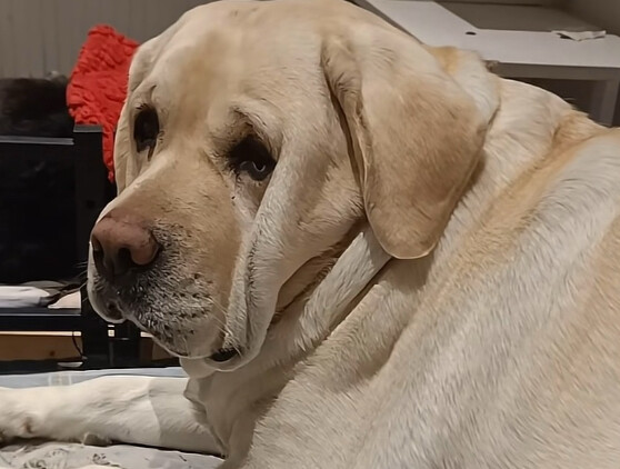 Labrador: “Huh? Who? What’s up? What’s wrong? Come on, I’m heading back to Canada—can’t even let a d