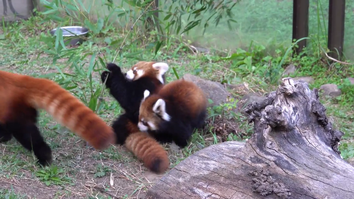 [Panda Kecil] Aksi mengangkat seluruh panggung yang dipicu oleh si kecil yang secara tidak sengaja m