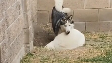 Maybe this is what teammates are like—just awkward.