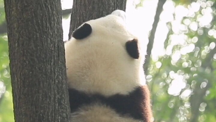 Other pandas climb trees with a loud thumping sound, but Hua Hua climbs with a soft, rustling noise.