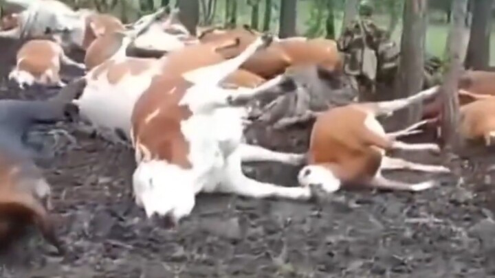 Sebelum makan daging sapi, jangan lupa periksa dengan saksama!