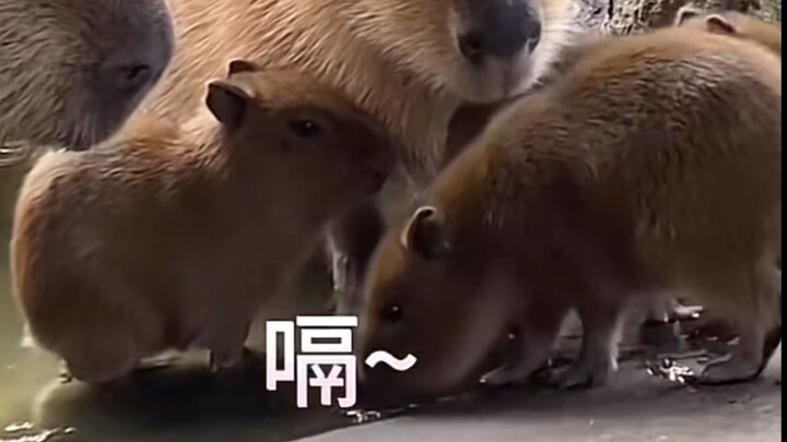 A little capybara playing “hide-and-seek”! So cute and cuddly.