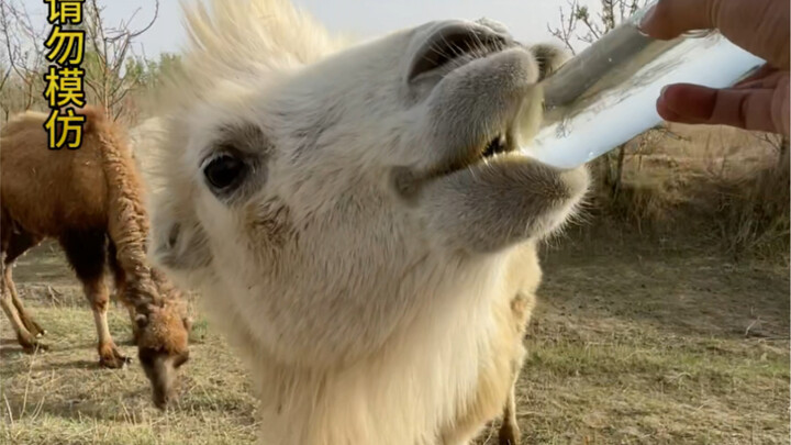 You’re in for a treat today—there’s some left over from last night!