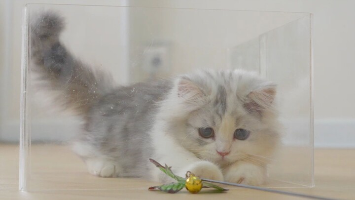 น่ารักไหม? แลกกับสติปัญญาเลยนะ