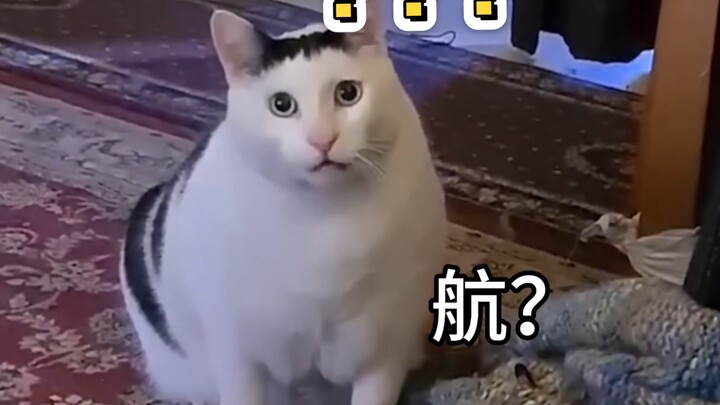 ⚡Hàng? Làm gì ra vẻ quân tử vậy?