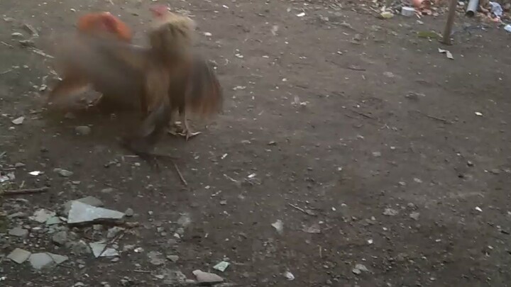 Bulik is the best kalako matatalo kame🤗