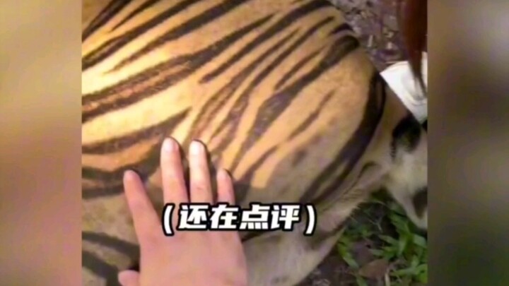 Harimau: Prasangka di dalam hati manusia ibarat sebuah gunung besar #lucu