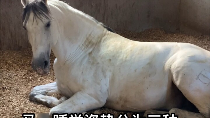 Ngựa ngủ như thế nào?