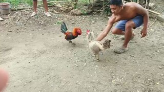 hyena blue and my melsims hatch