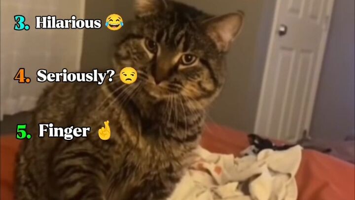 Ranking Funniest Cats Moments 😂 #Cats #Fun #Moments