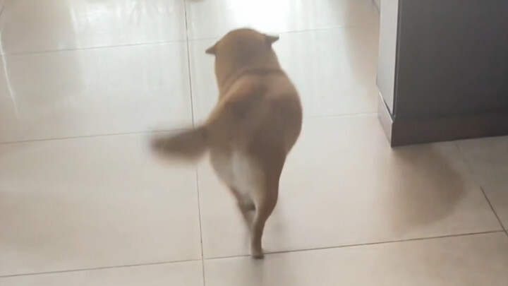 นี่คือวิธีที่มันต้อนรับฉันตอนเลิกงาน