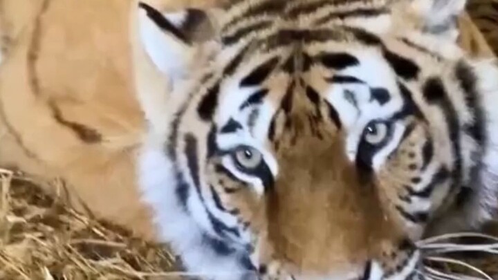 The tiger mother and her piglet live a happy and joyful life.