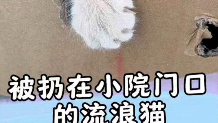 【Lü Xing’s Cat Fairy-Tale Town】The creator is exploring—welcome to watch and please like, share, and