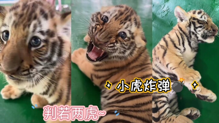 Little Tiger Bomb—Fierce one second, adorably cute the next—looks like two chubby tigers!