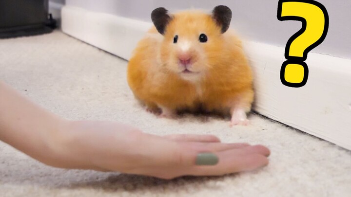 What happens when a hamster, spoiled since childhood, is set free? [KumaQQ]