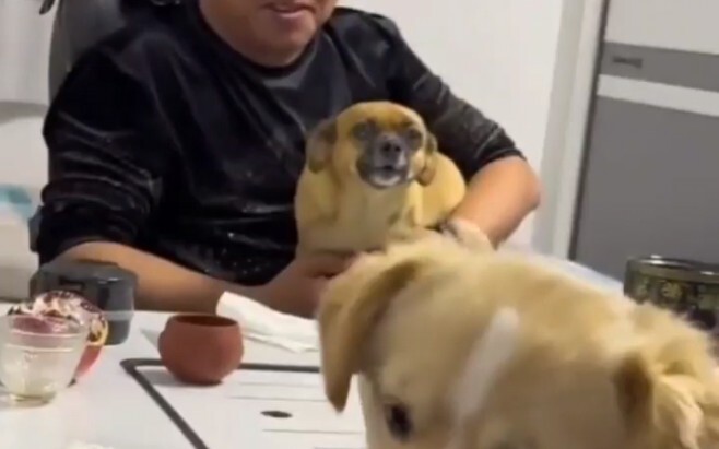 เจ้าของจงใจแกล้งหมาตัวเอง จนหมาโมโหจนอยากพูดได้เลย! หมาพูดว่า: “คำพูดของนายไม่มีสักคำที่ฟังแล้วสบายห