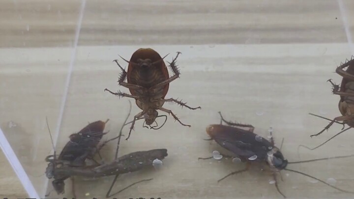 Subvert your worldview! Cockroach kills mantis! You must have never seen this!