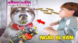 Thú Cưng Vlog | Ngáo Husky Troll Bố #12 | Chó thông minh vui nhộn | Smart dog funny pets