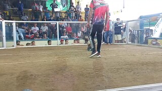 Hatch Grey in action