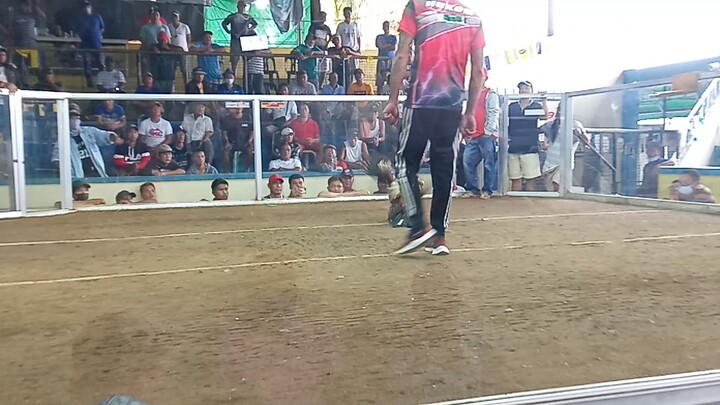 Hatch Grey in action