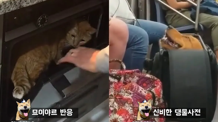 ทำไมคุณไม่ควรเอาแมวเข้าเตาอบ Funny Animal Meme