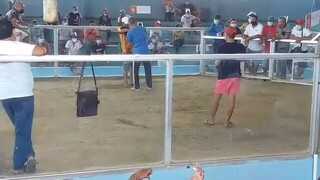 another alimbuyugin win vs bulik n mayor