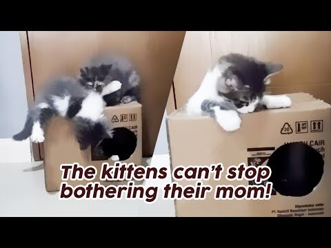 Kittens Vs Mom Cat - they won't stop bothering mom!