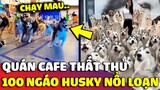 Quán CAFE quên đóng cửa khiến 100 chú ngáo Husky trốn thoát 'NÁO LOẠN' TT thương mại | Gâu Đần
