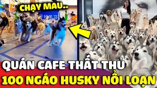 Quán CAFE quên đóng cửa khiến 100 chú ngáo Husky trốn thoát 'NÁO LOẠN' TT thương mại | Gâu Đần