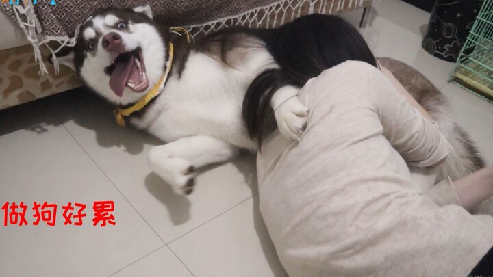 When the husband plays with the Husky vs. when the wife plays with the Husky — the difference is cry