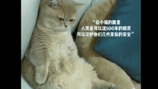 在小猫眼里，人类是可以活几百年的精灵！
