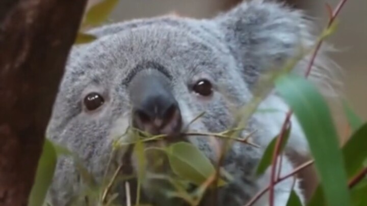 Koalas’ Harsh Lives: How Can Any Animal Suffer This Much?