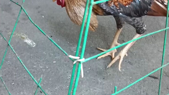 800 lang nabile pero 3xwinner na binagay na panalo sakin.