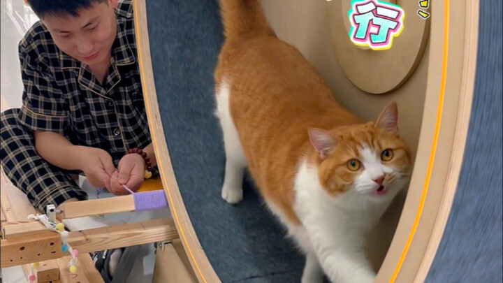 自从养了猫看别人家有啥我就想做啥哈哈