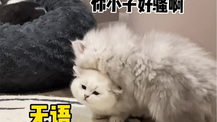 จะเกิดอะไรขึ้นถ้าใช้ตำแยแมวอาบน้ำให้แมว?