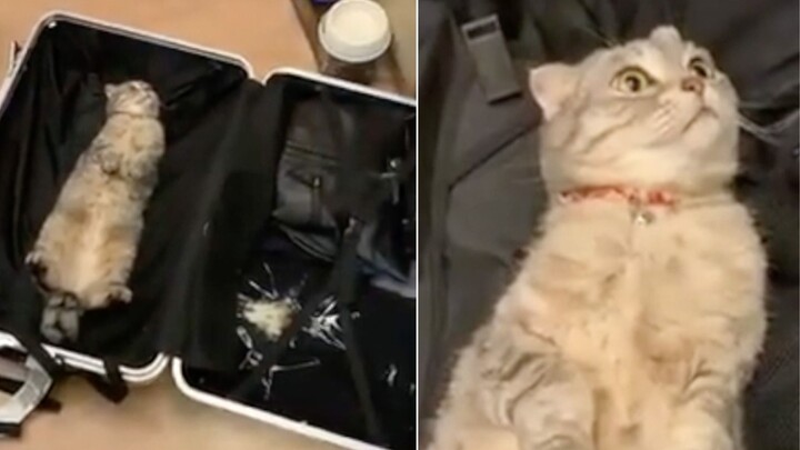 Cat: As long as I pretend to be a fake cat, I can go out with my owner…