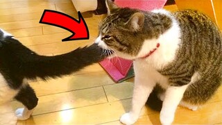 Baby Animals - Hilarious CATS - Best Of The 2021 Funny Animal Videos