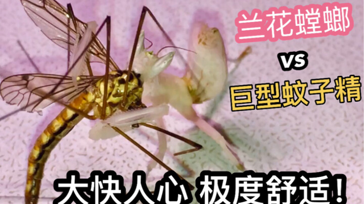 比硬币大的蚊子精！活捉喂螳螂，超解气爽到爆！